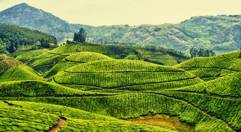 Munnar Tour Package From Kochi, Best Price On Munnar Holiday And Tour 